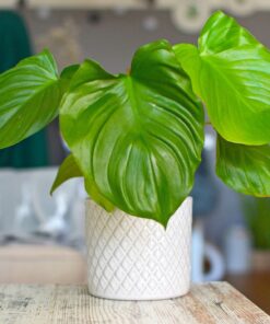 Homalomena