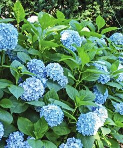 Hortensia (Hydrangea)