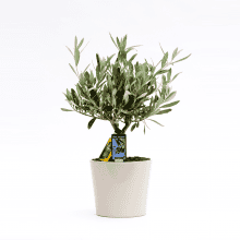 Olea Olijf in Roma keramiek↑ 40 cm ⌀ 16 cm