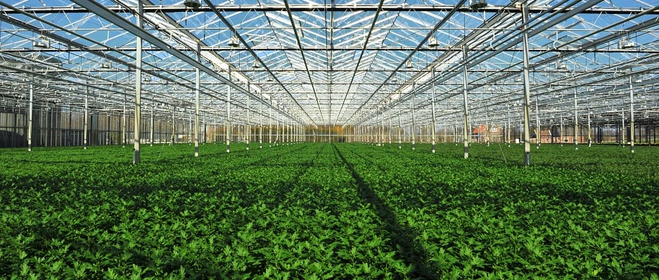 planten online bestellen plantcentraal homepage banner planten van de kweker kopen