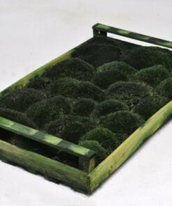 Bolmos Donkergroen voor moswand - krat 38 x 58 cm