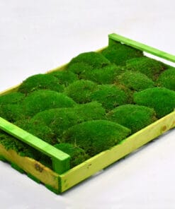 Bolmos Woudgroen voor moswand - krat 38 x 58 cm