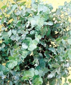 Eucalyptus