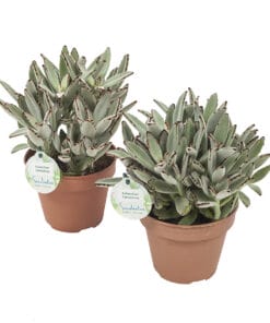 pandaplant KALANCHOE TOMENTOSA