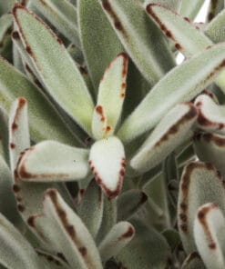 pandaplant KALANCHOE TOMENTOSA