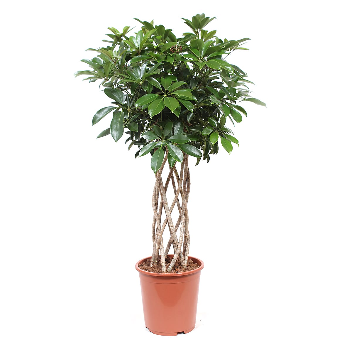 Schefflera Arboricola compacta ↑ 100 cm ⌀ 27 cm
