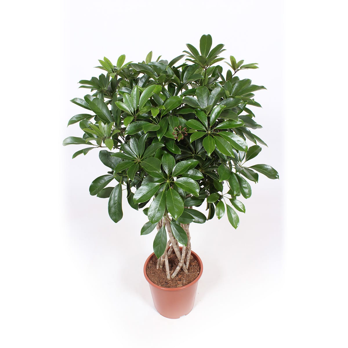 Schefflera Arboricola compacta ↑ 100 cm ⌀ 27 cm - Afbeelding 4