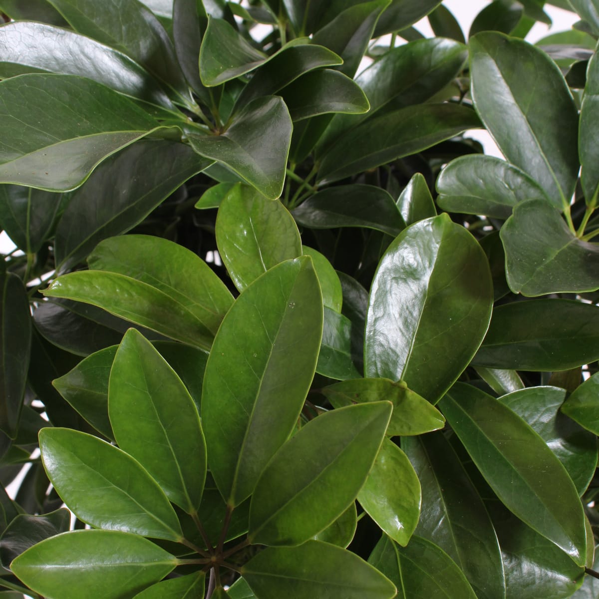 Schefflera Arboricola compacta ↑ 100 cm ⌀ 27 cm - Afbeelding 5