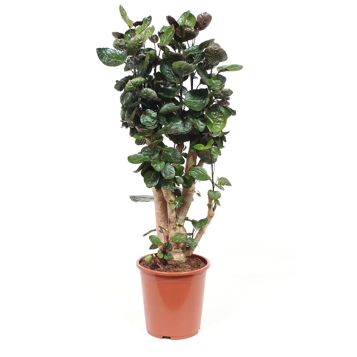 Polyscias Fabian ↑ 100 cm ⌀ 27 cm