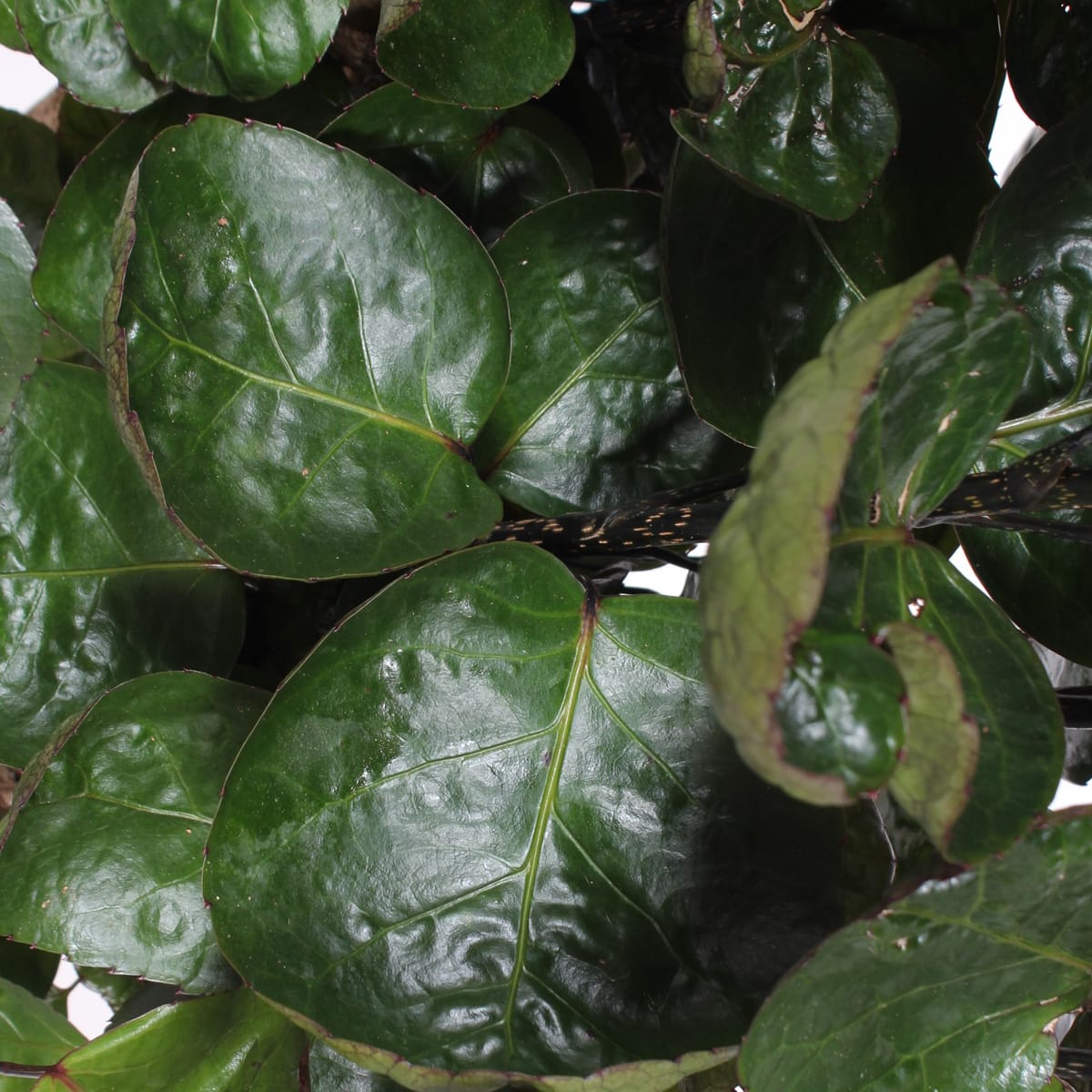 Polyscias Fabian ↑ 100 cm ⌀ 27 cm - Afbeelding 3