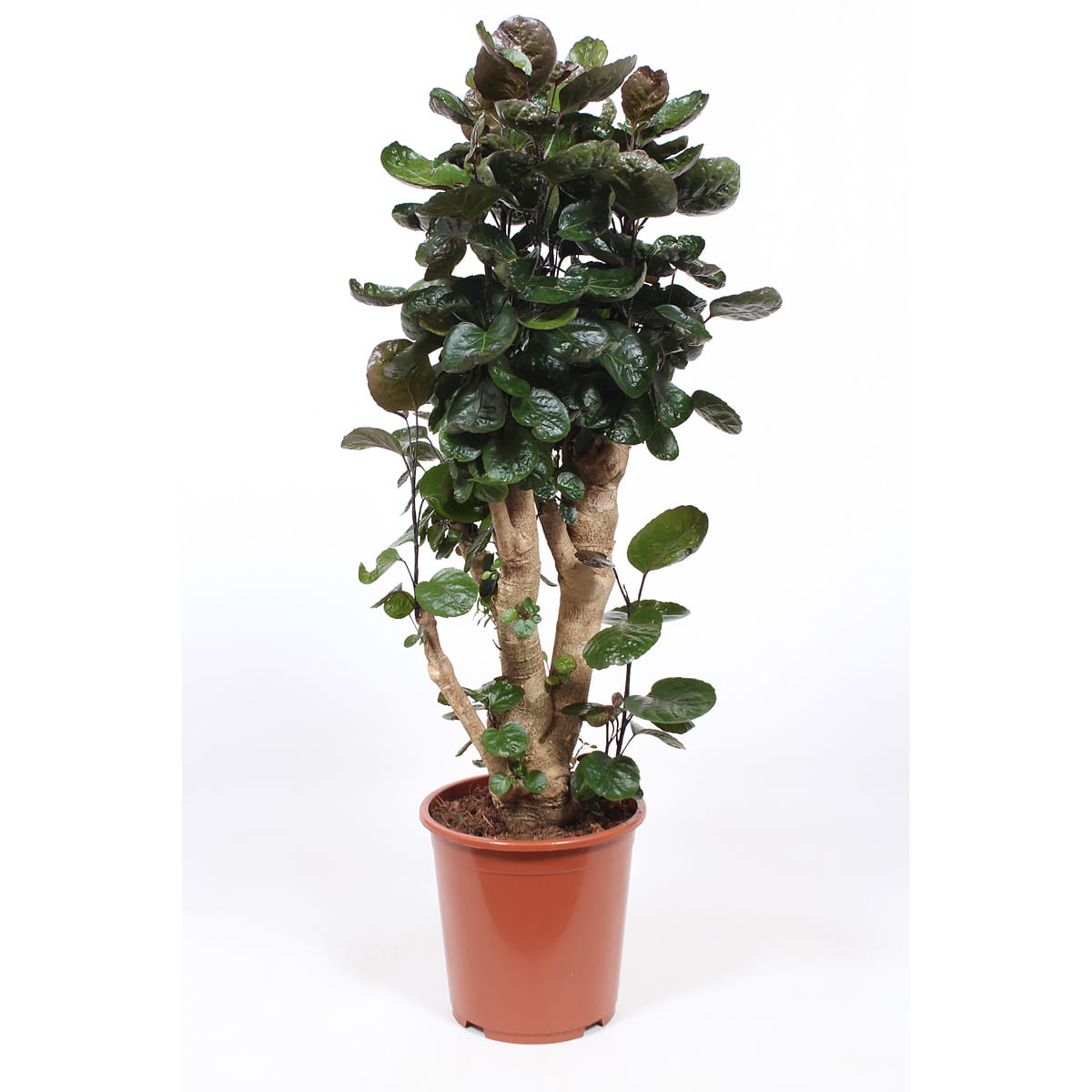 Polyscias Fabian ↑ 100 cm ⌀ 27 cm - Afbeelding 5
