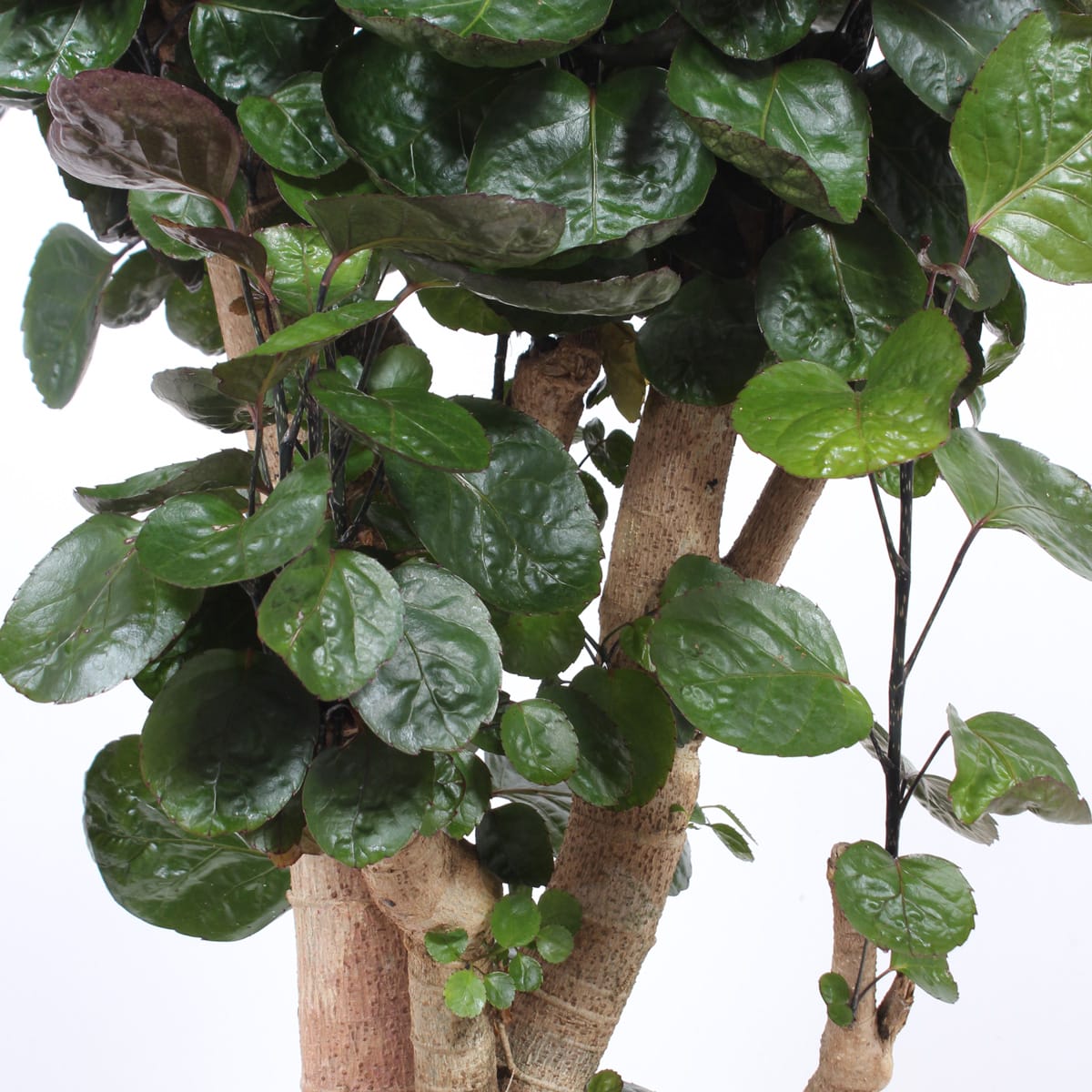 Polyscias Fabian ↑ 100 cm ⌀ 27 cm - Afbeelding 6