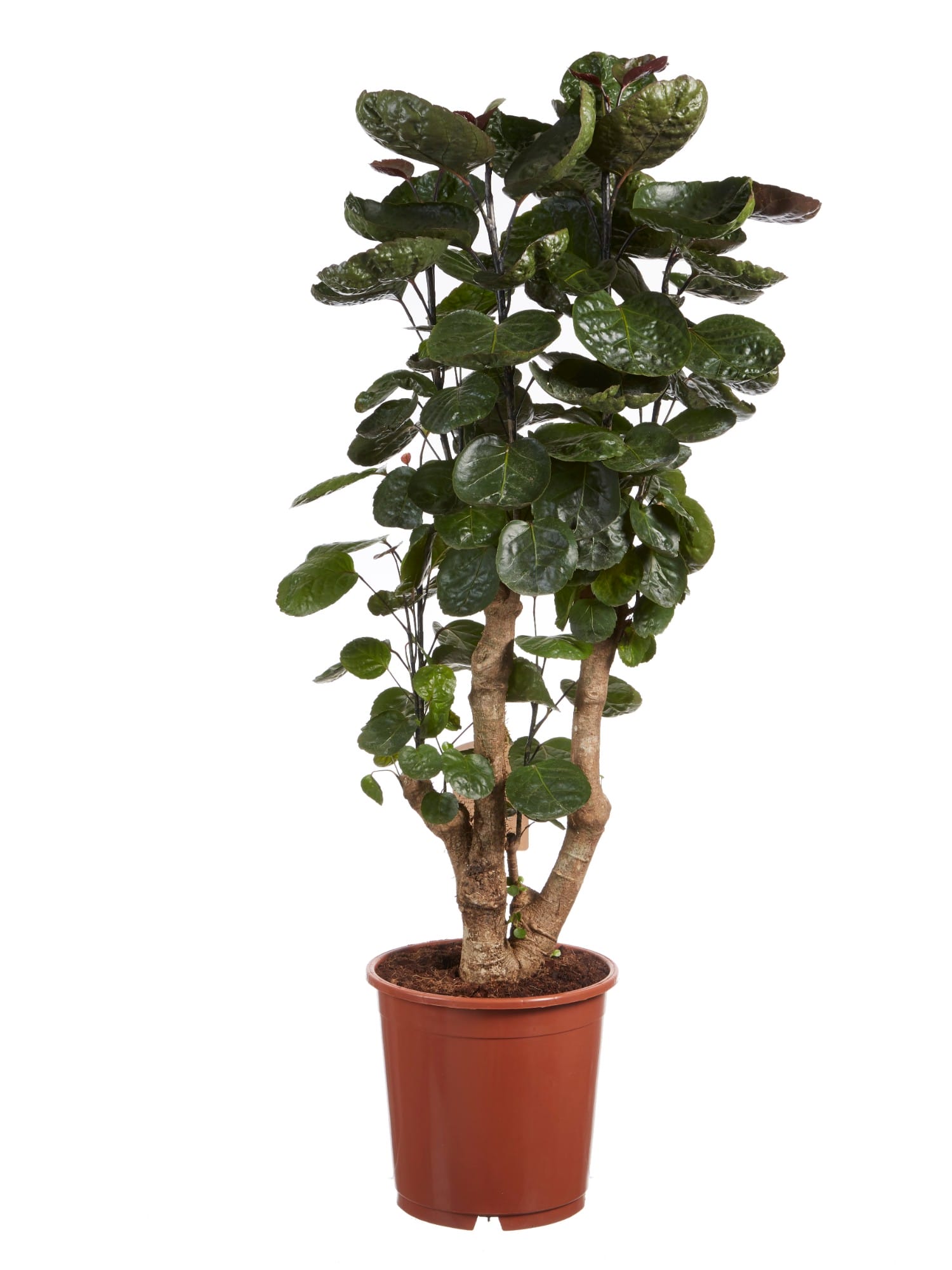 Polyscias ↑ 120 cm ⌀ 24 cm