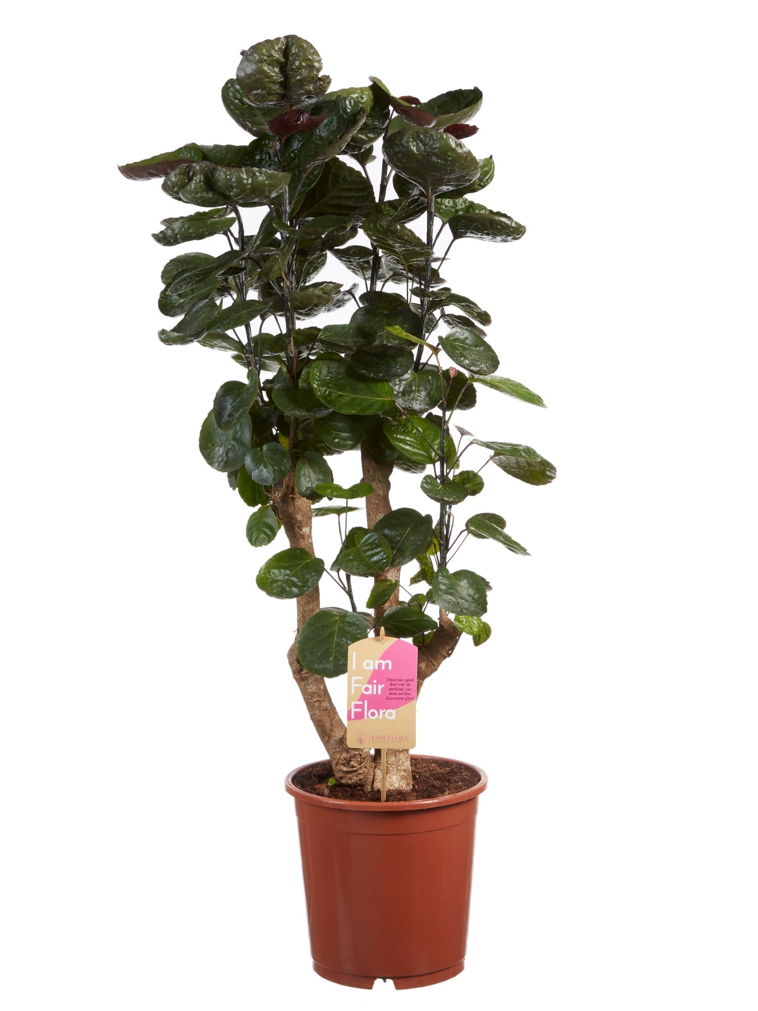 Polyscias ↑ 120 cm ⌀ 24 cm - Afbeelding 3