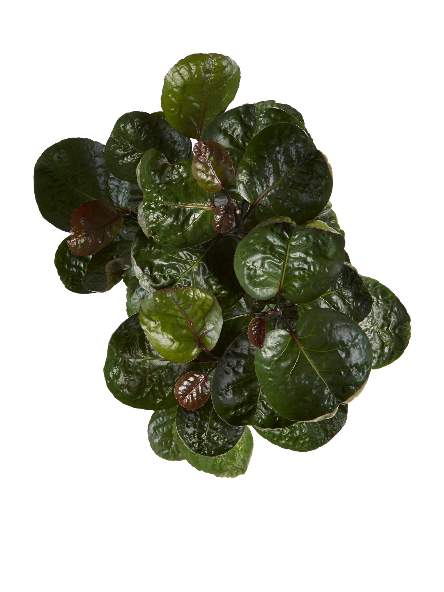 Polyscias ↑ 120 cm ⌀ 24 cm - Afbeelding 5