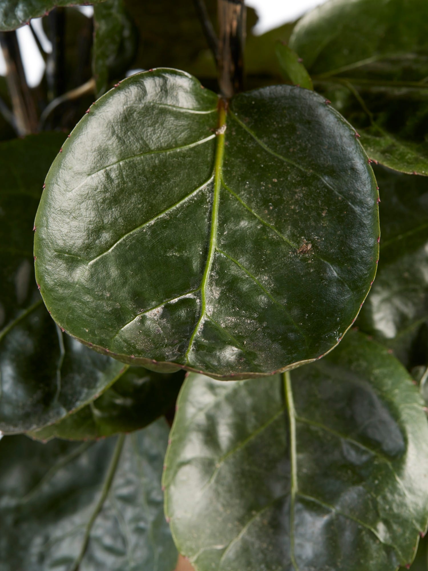 Polyscias ↑ 120 cm ⌀ 24 cm - Afbeelding 6