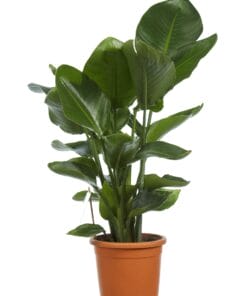 paradijsvogelplant kopen strelizia