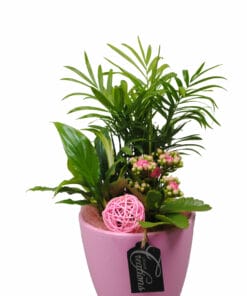 planten arrangement