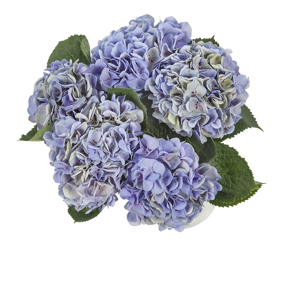 Boeket hortensia bloemen ↑ 60 cm