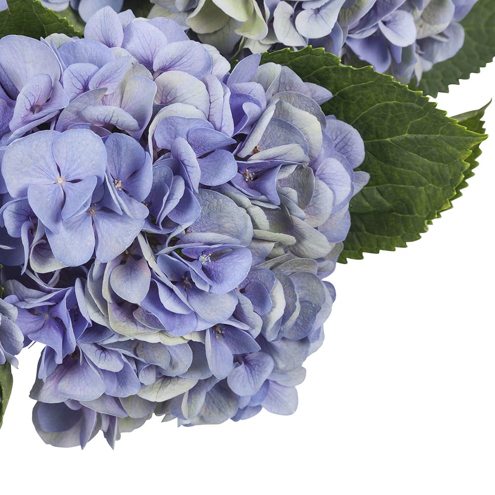 Boeket hortensia bloemen ↑ 60 cm - Afbeelding 4