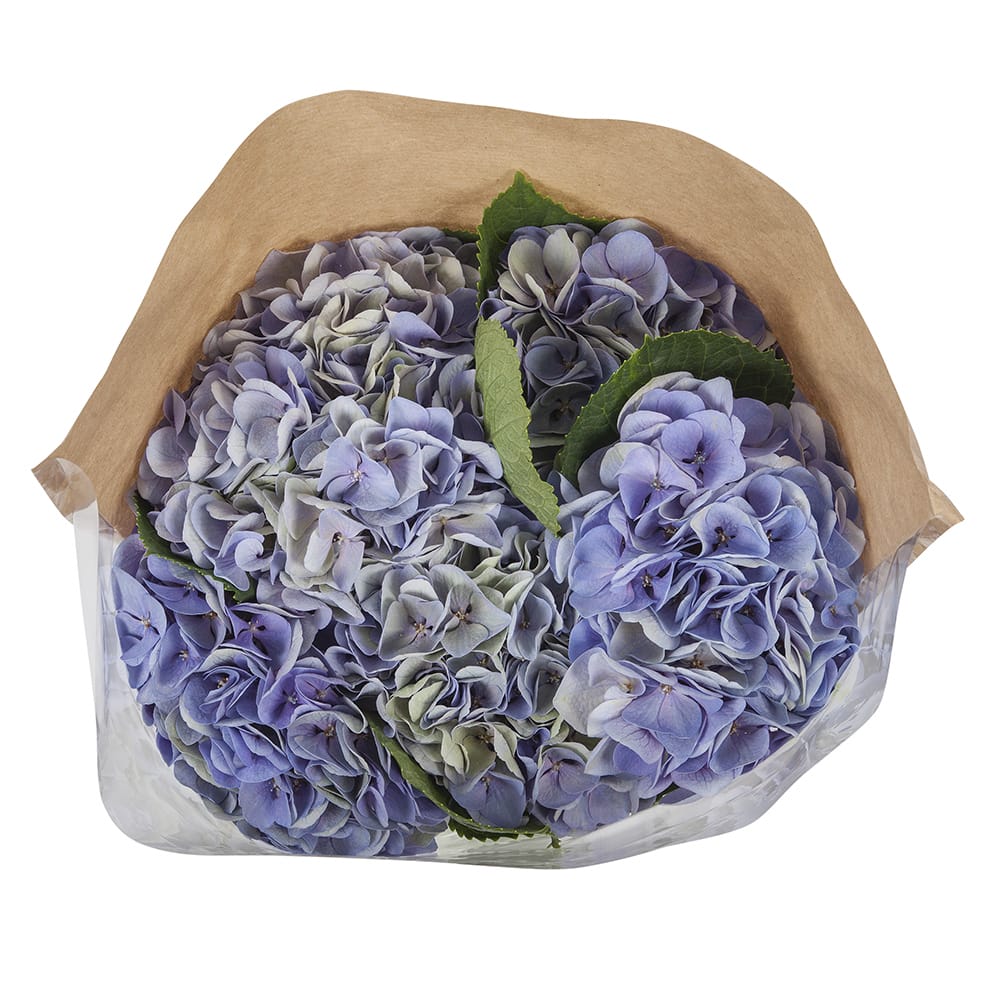 Boeket hortensia bloemen ↑ 60 cm - Afbeelding 3
