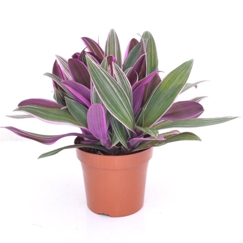 Tradescantia Purple Flame ↑ 25 cm ⌀ 12 cm