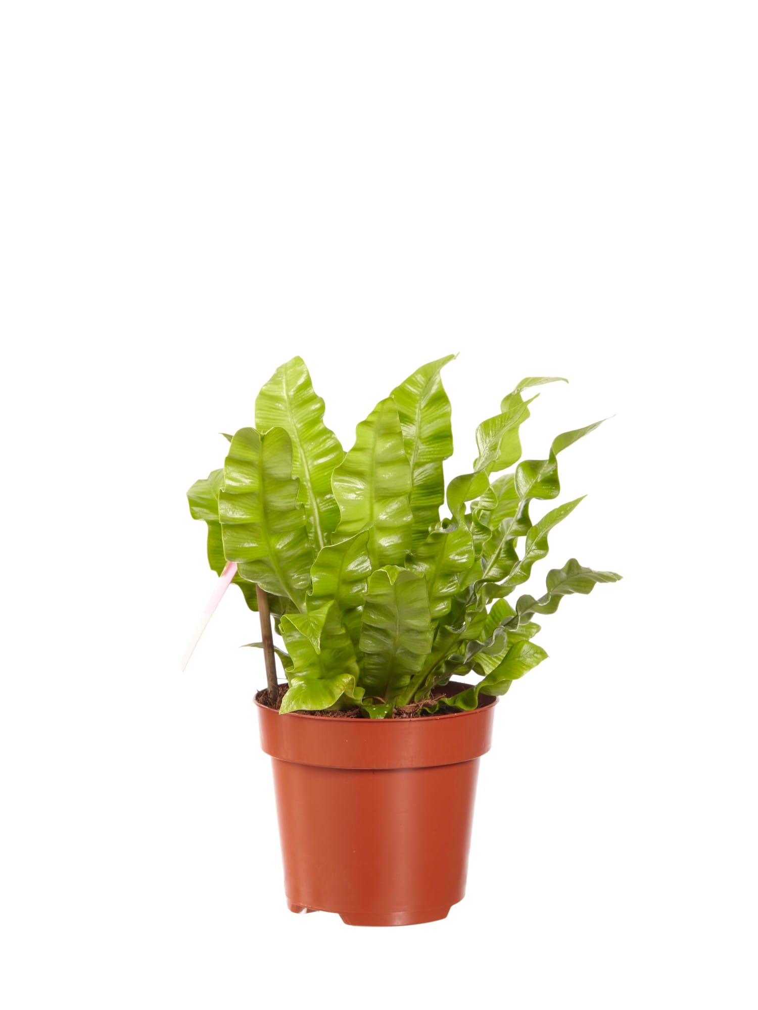 Asplenium Cripy Wave ↑ 30 cm ⌀ 12 cm - Afbeelding 4