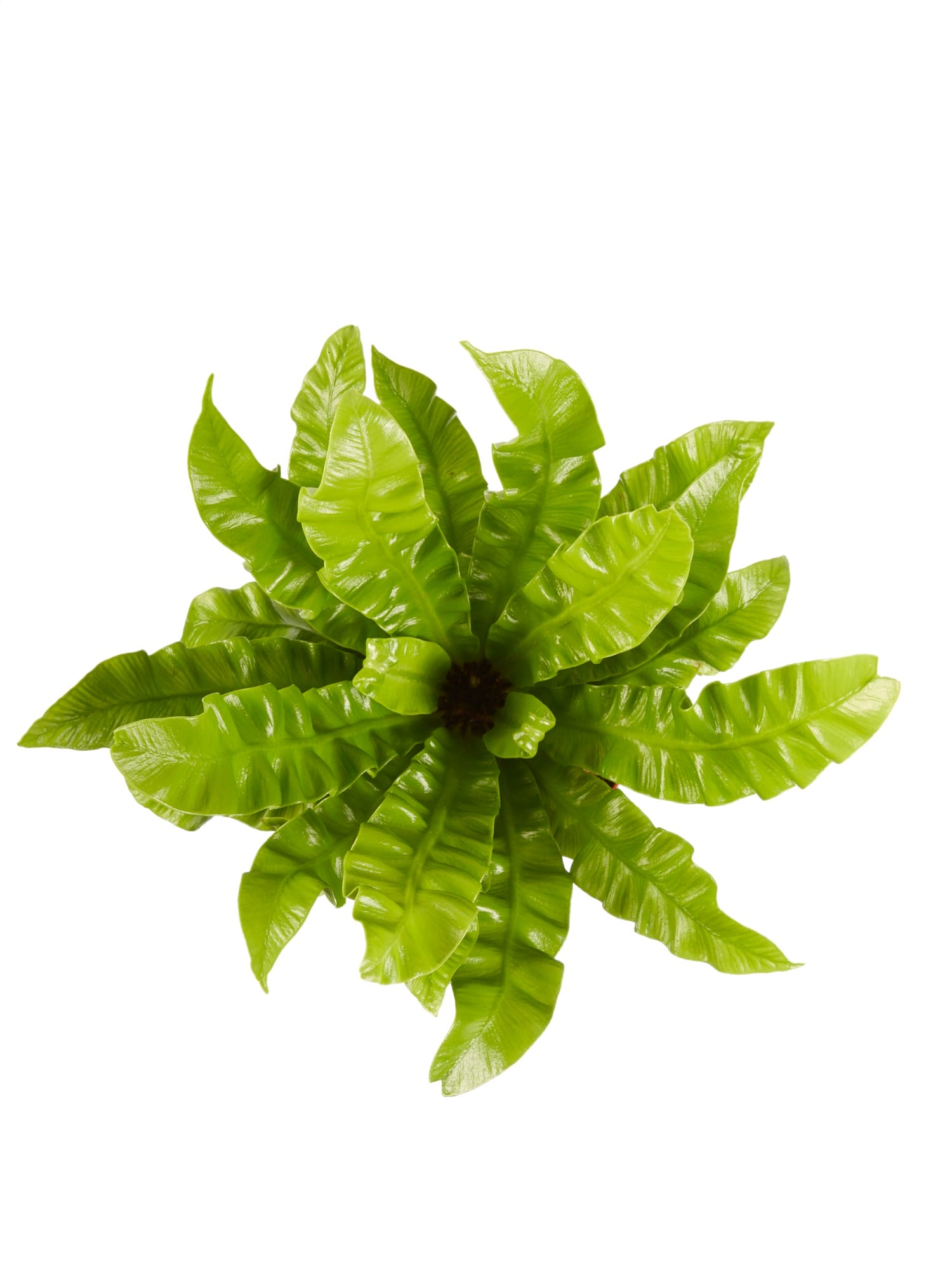 Asplenium Cripy Wave ↑ 30 cm ⌀ 12 cm - Afbeelding 5