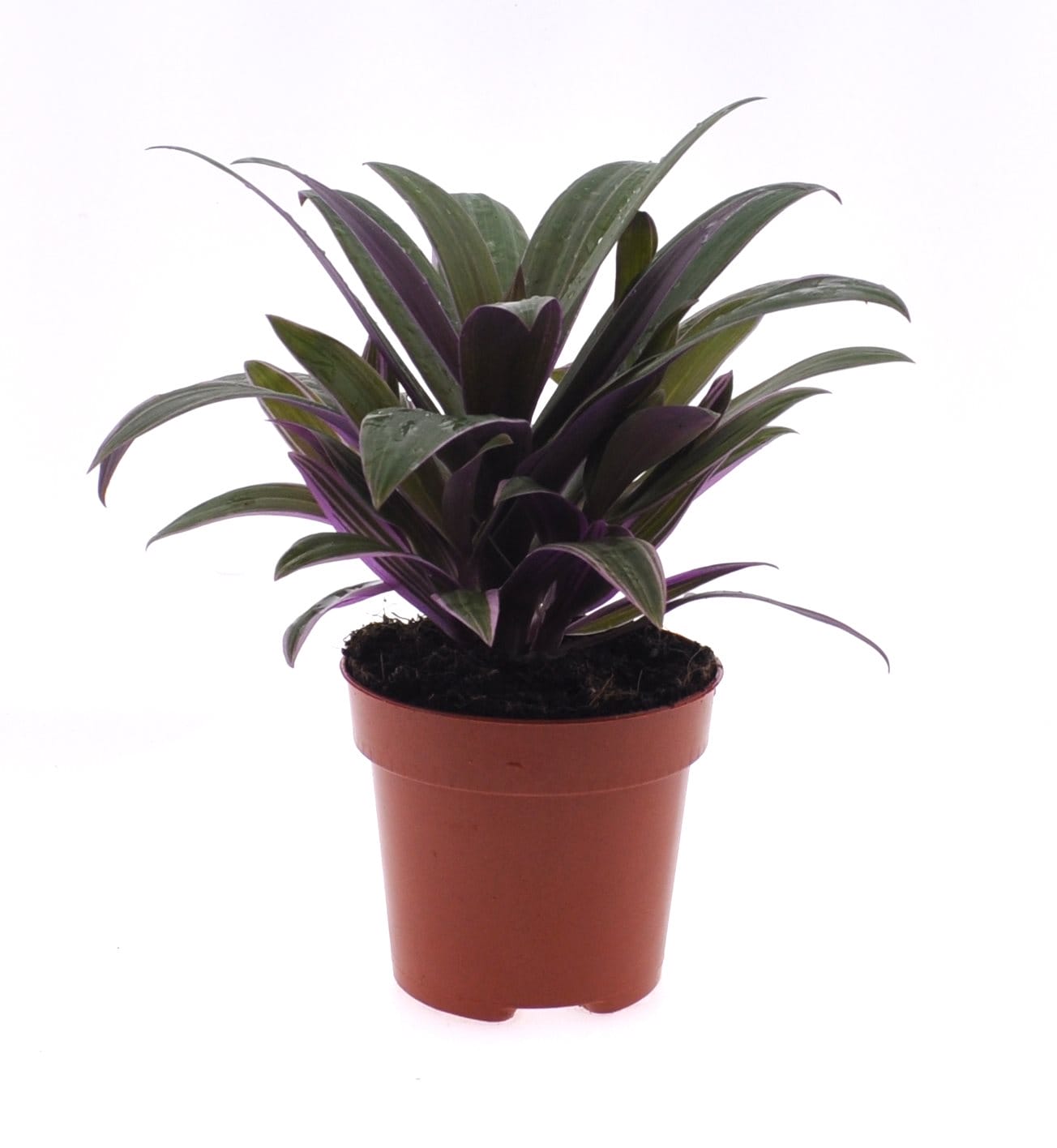 Tradescantia Purple Flame ↑ 25 cm ⌀ 12 cm - Afbeelding 2