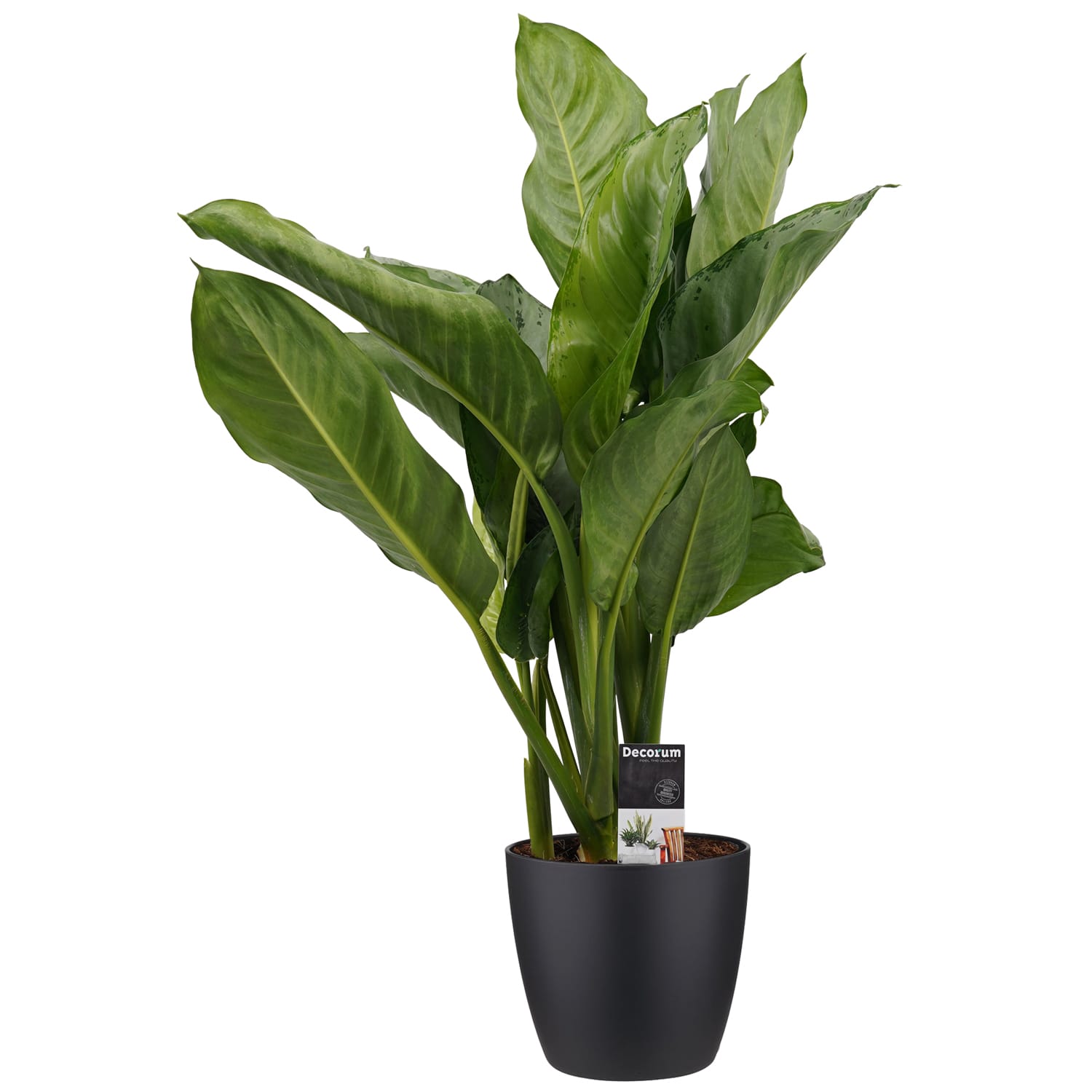 Aglaonema B.J. Freedman met Elho brussels living black ↑ 55 cm ⌀ 17 cm