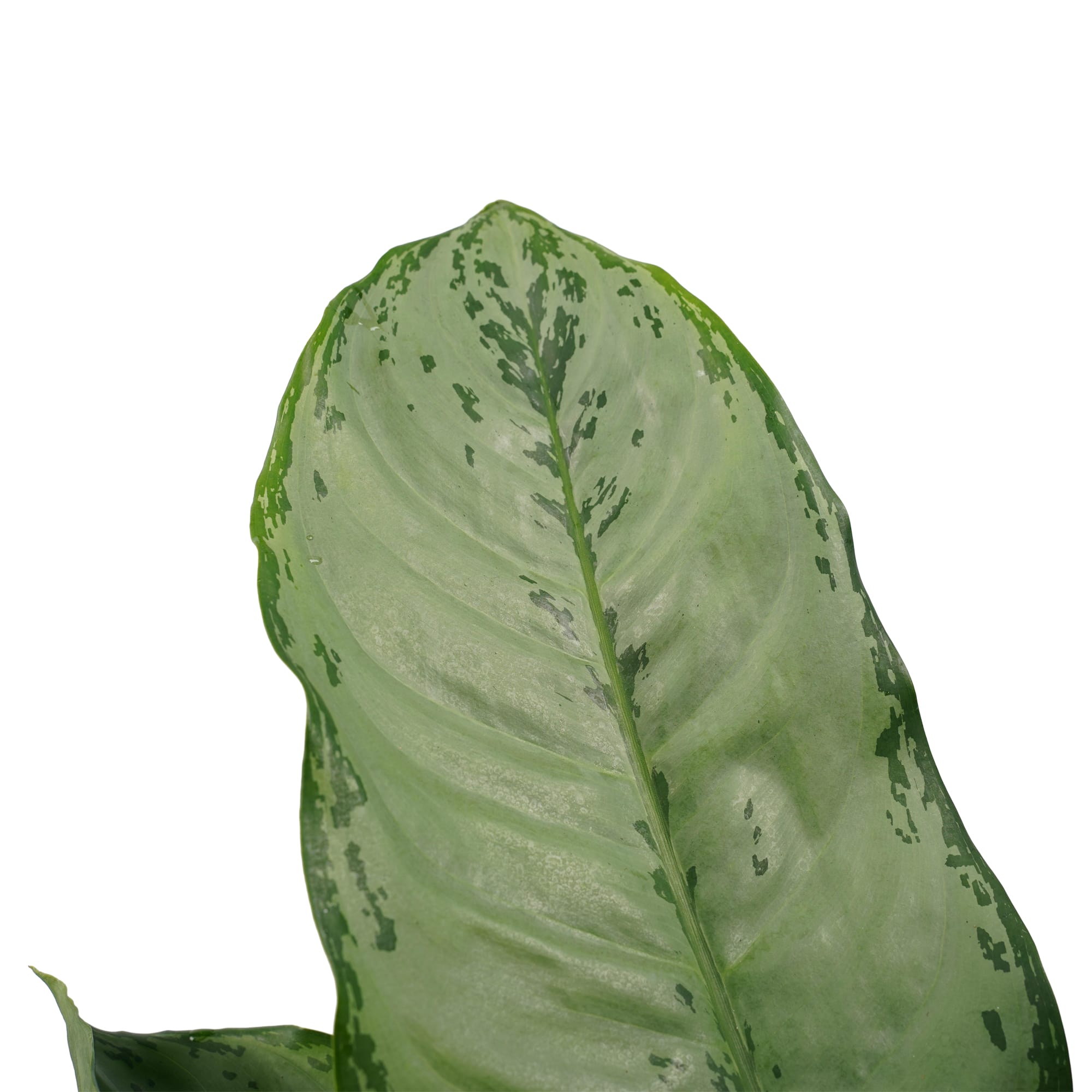 Aglaonema B.J. Freedman met Elho brussels living black ↑ 55 cm ⌀ 17 cm - Afbeelding 3