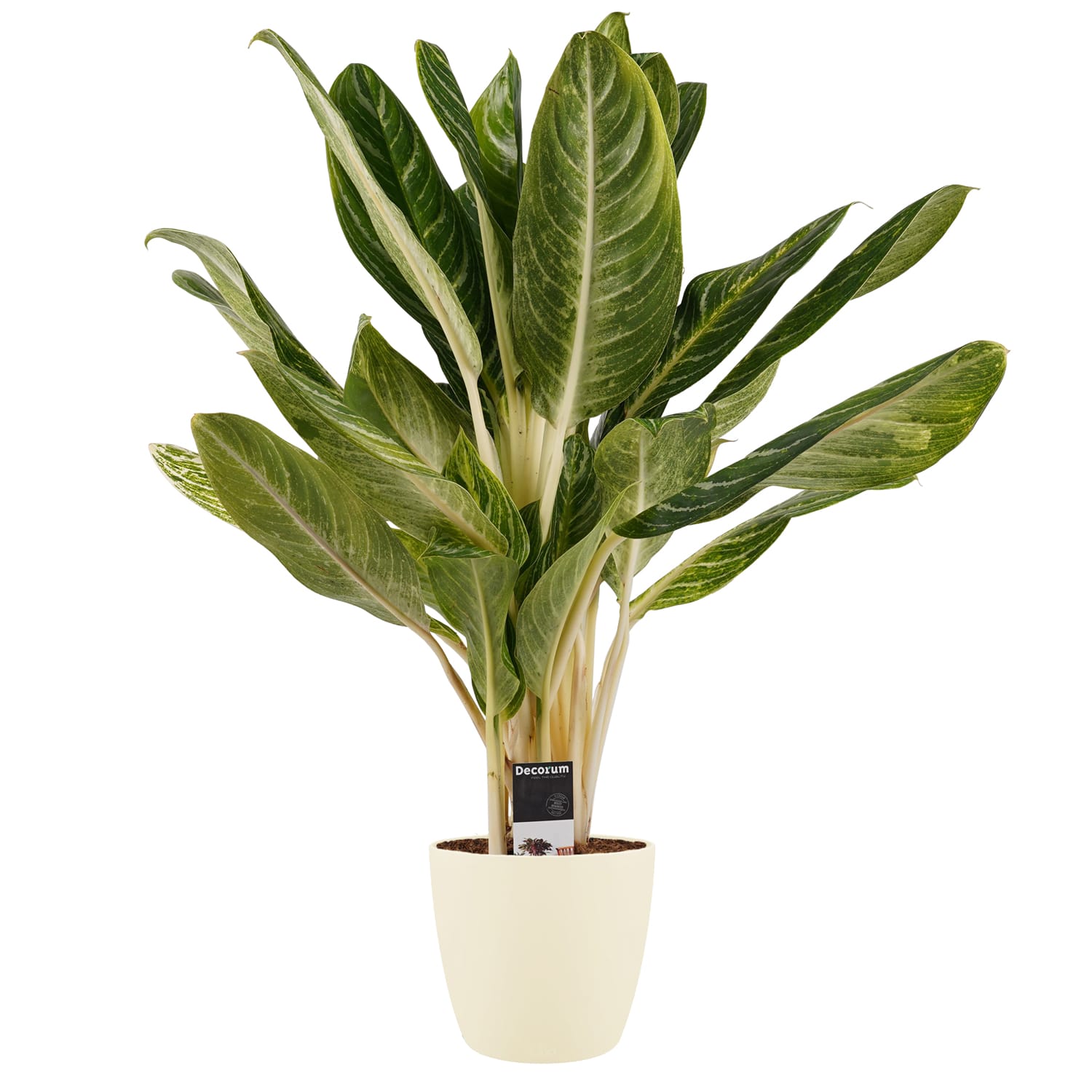 Aglaonema B.J. Freedman met Elho brussels soap ↑ 55 cm ⌀ 17 cm