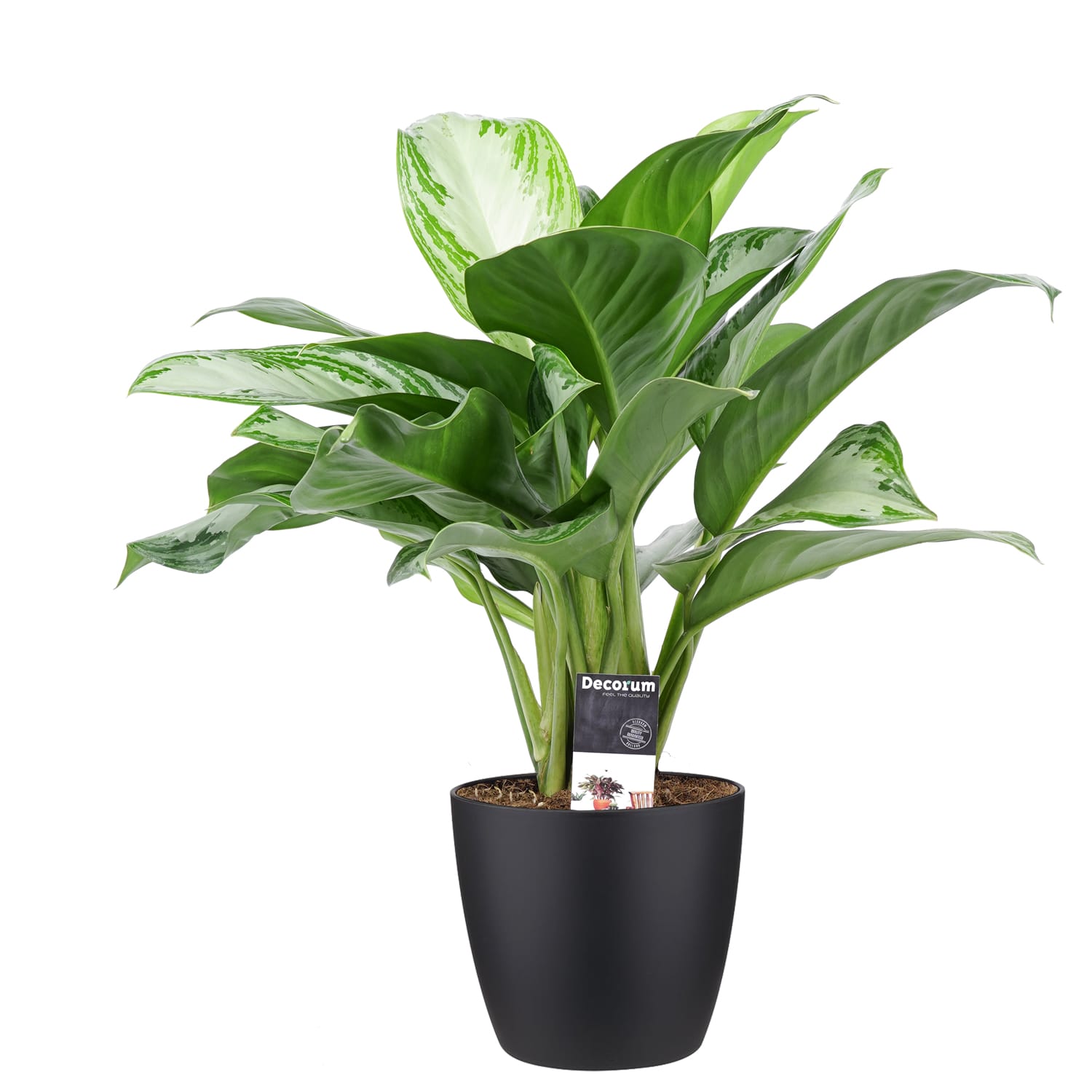 Aglaonema Silver Bay met Elho brussels living black ↑ 50 cm ⌀ 17 cm