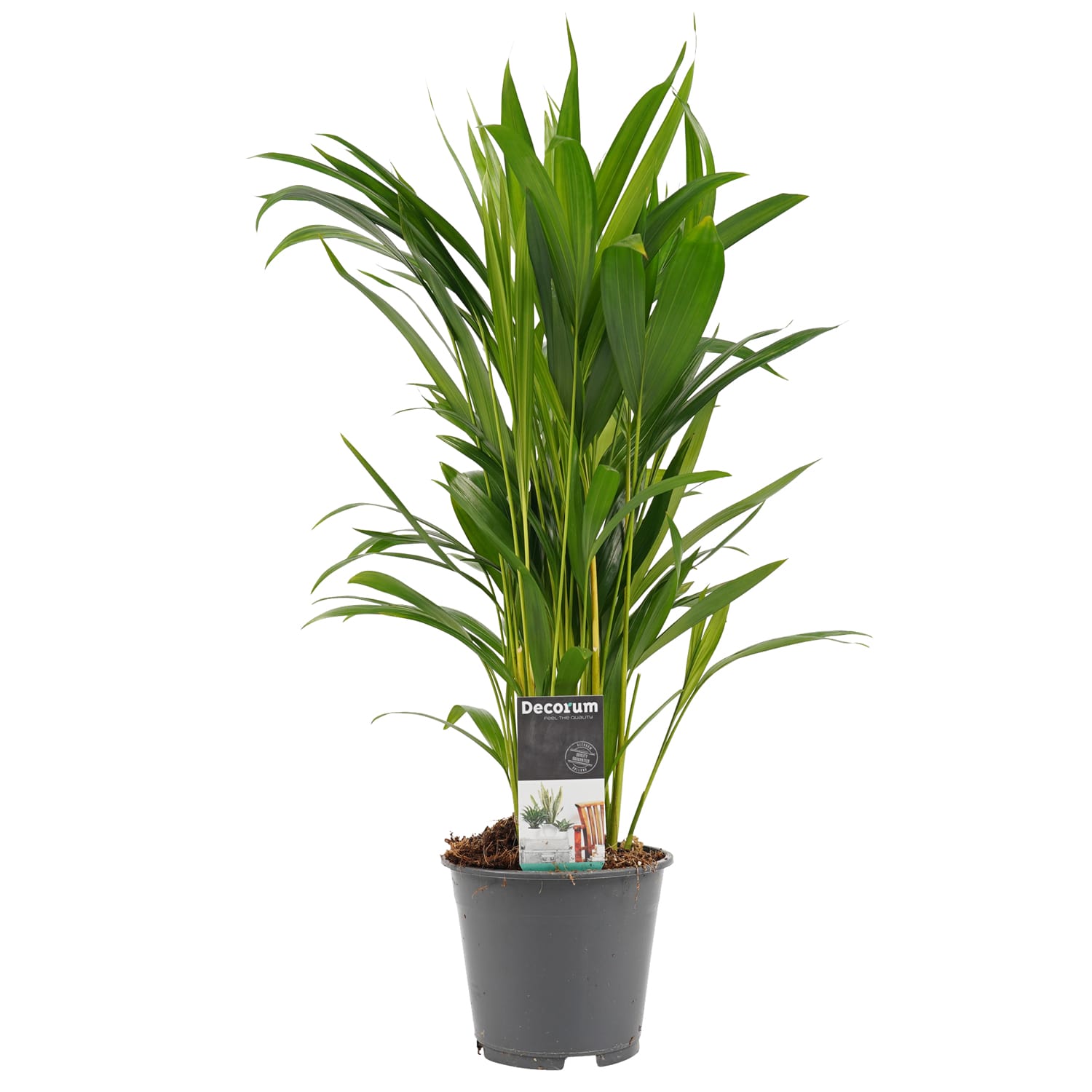Dypsis lutescens (Areca) ↑ 50 cm ⌀ 14 cm