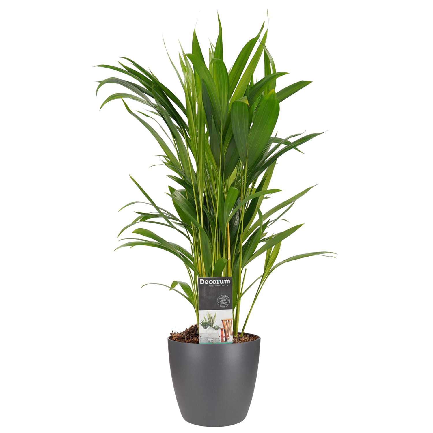Dypsis lutescens (Areca) met Elho B.for soft antracite ↑ 50 cm ⌀ 14 cm