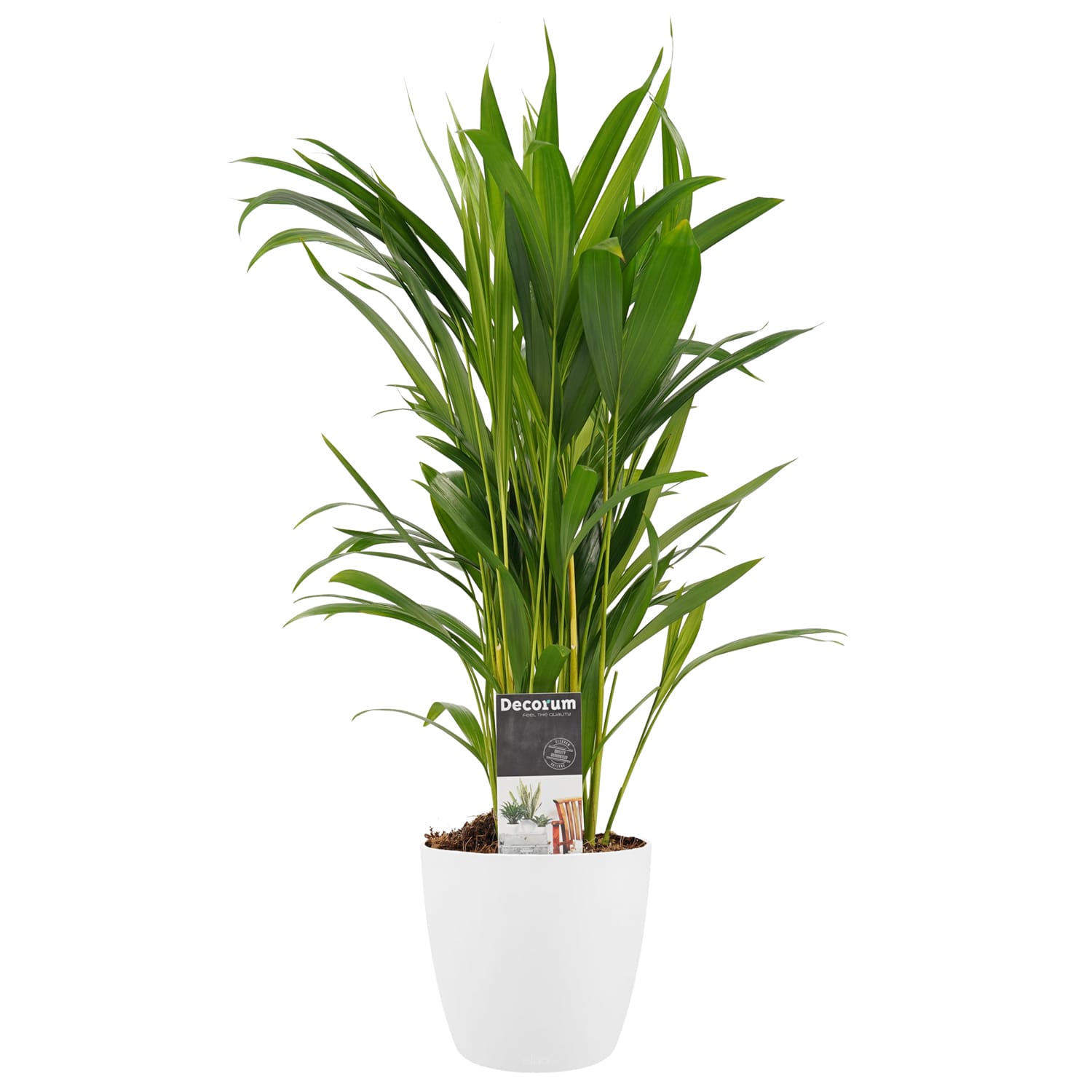 Dypsis lutescens (Areca) met Elho B.for soft white ↑ 50 cm ⌀ 14 cm