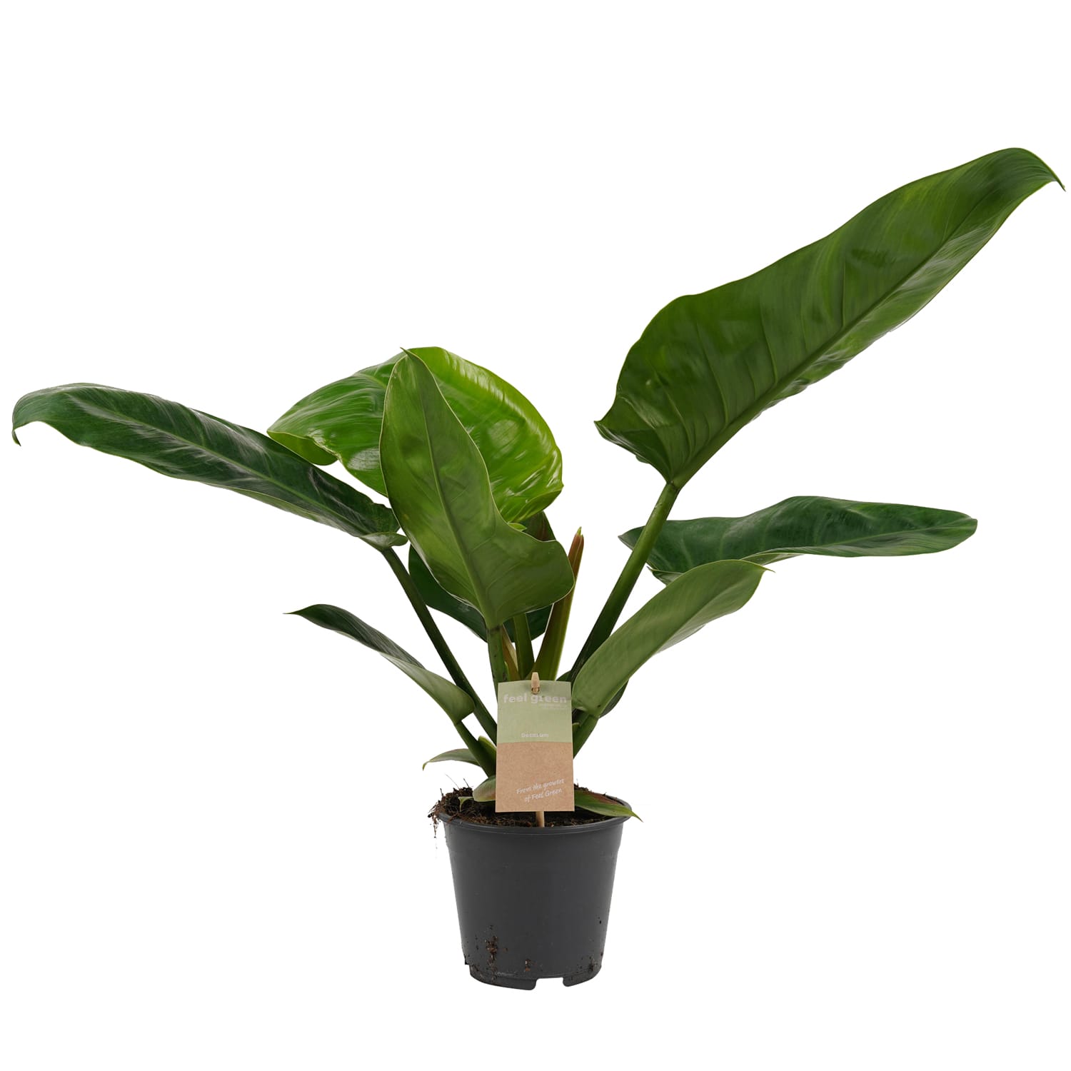 Philodendron Imperial Green Feel Green ↑ 45 cm ⌀ 14 cm