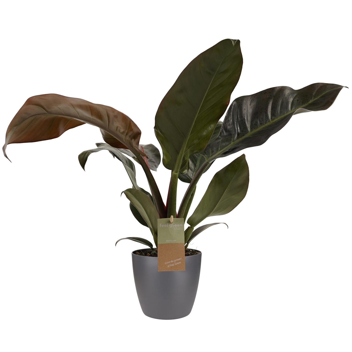Philodendron Imperial Red Feel Green met Elho B.for soft antracite ↑ 45 cm ⌀ 14 cm