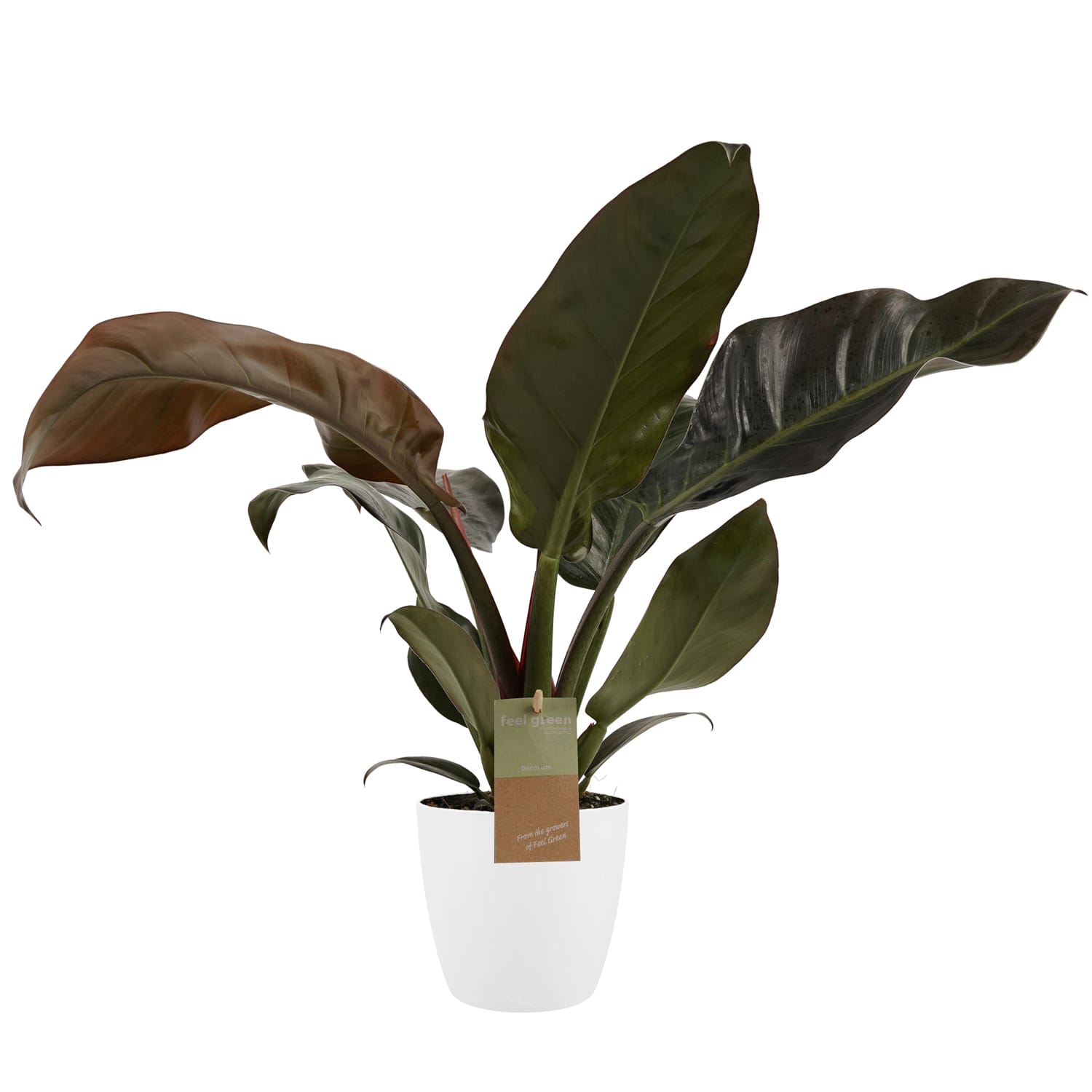 Philodendron Imperial Red Feel Green met Elho B.for soft white ↑ 45 cm ⌀ 14 cm