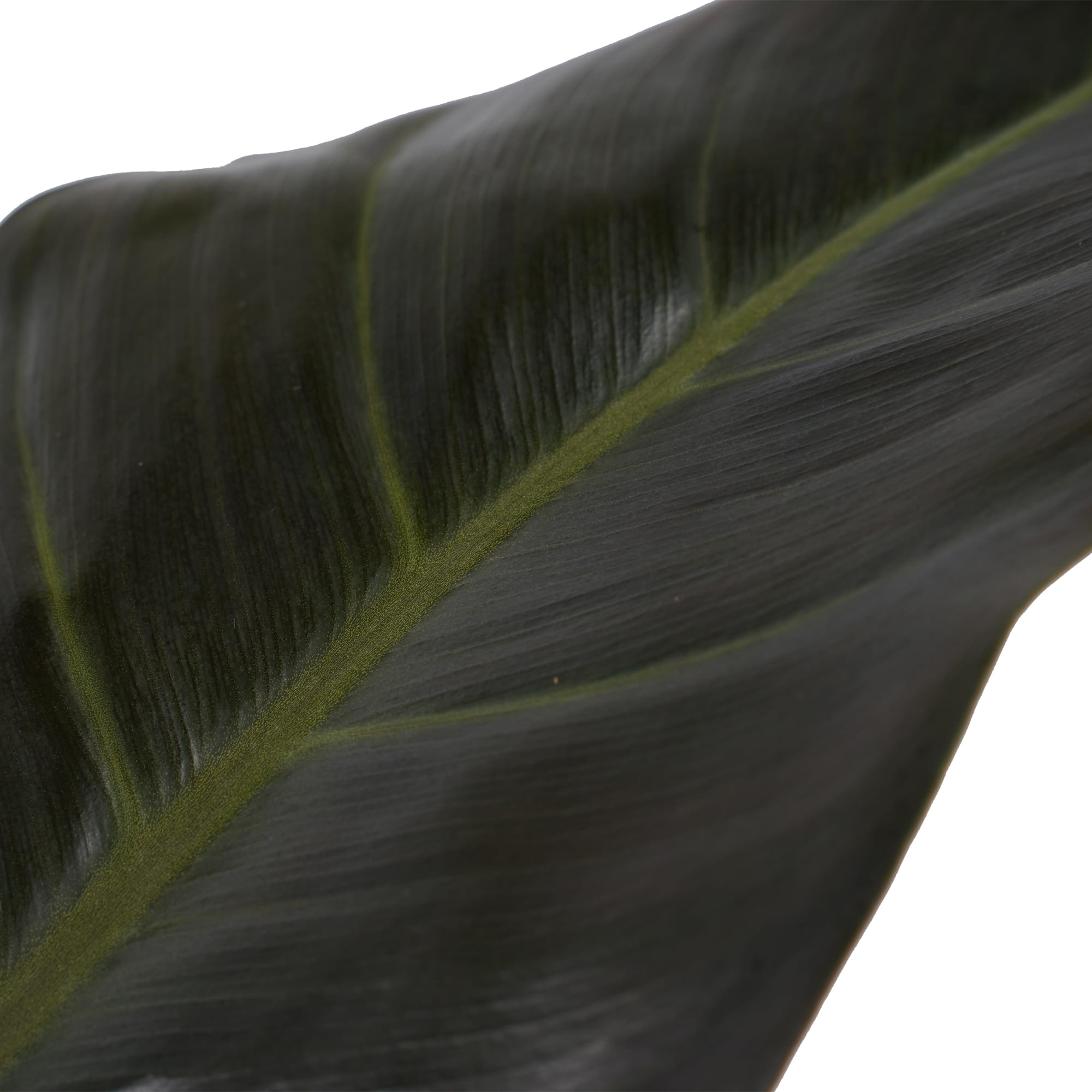 Philodendron Imperial Red Feel Green met Elho B.for soft white ↑ 45 cm ⌀ 14 cm - Afbeelding 3