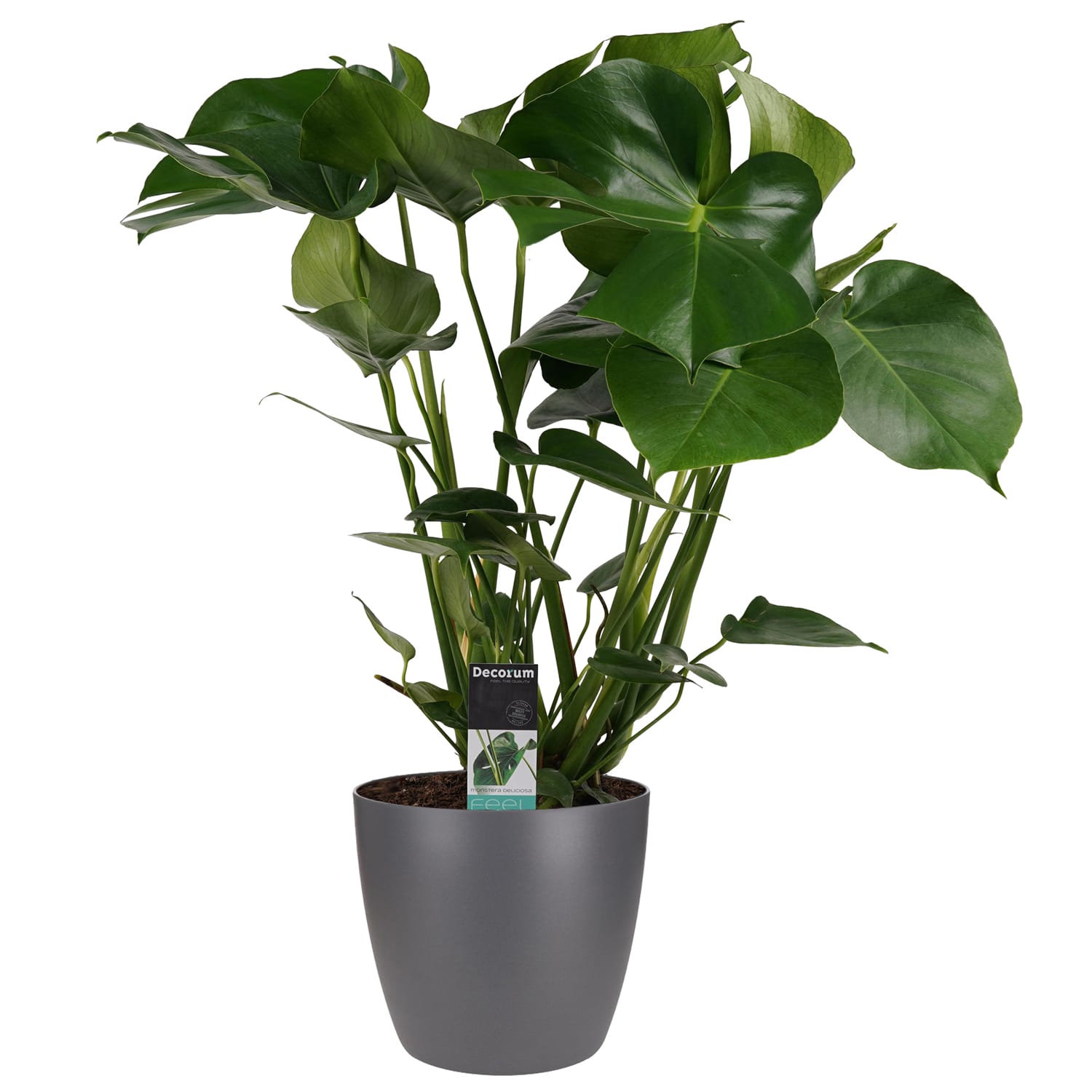 Monstera met Elho brussels antracite ↑ 70 cm ⌀ 21 cm