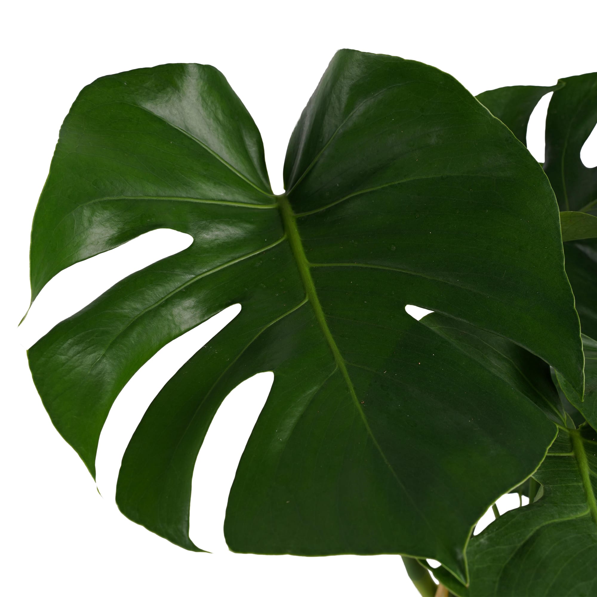 Monstera met Elho brussels antracite ↑ 70 cm ⌀ 21 cm - Afbeelding 3