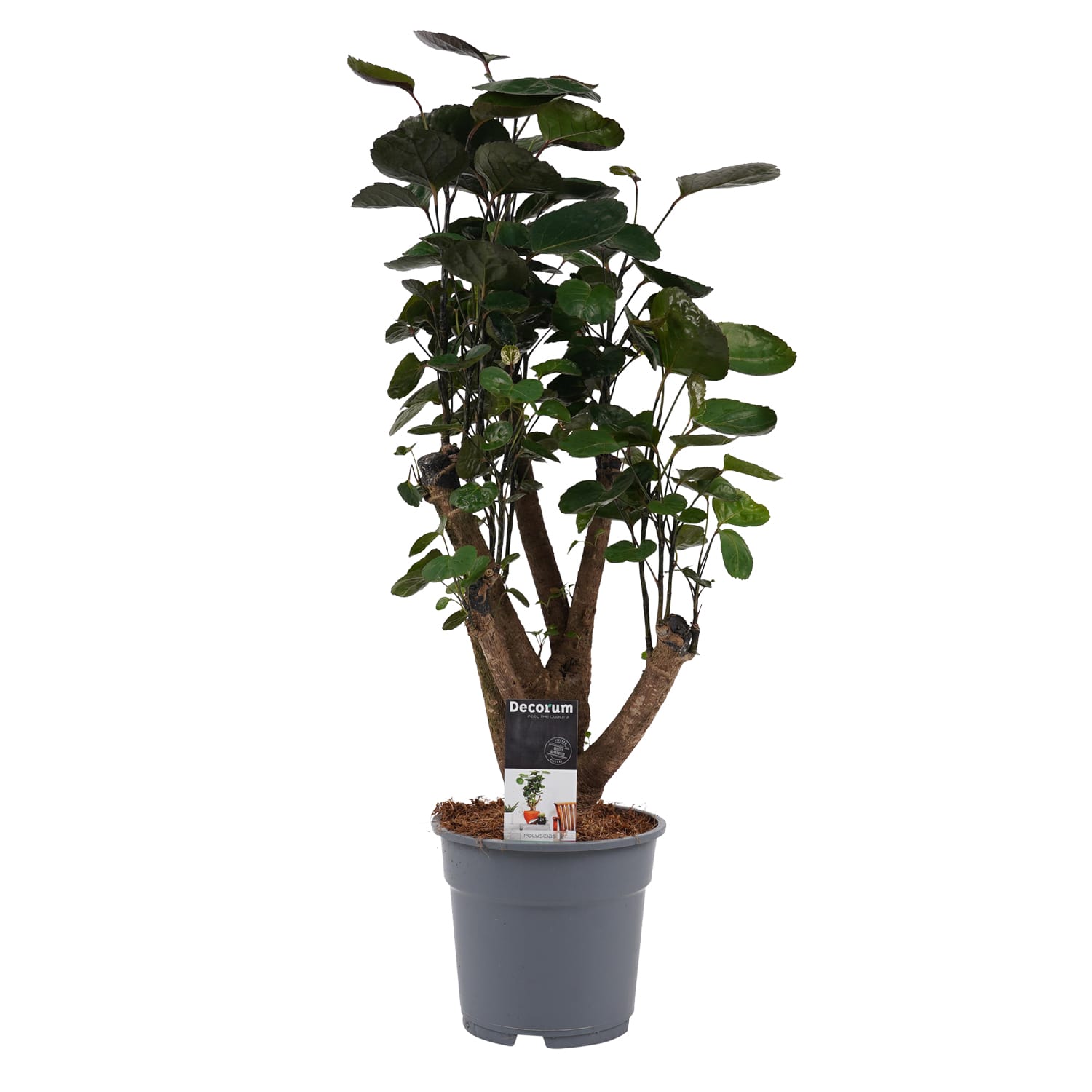 Polyscias Fabian vertakt ↑ 50 cm ⌀ 17 cm