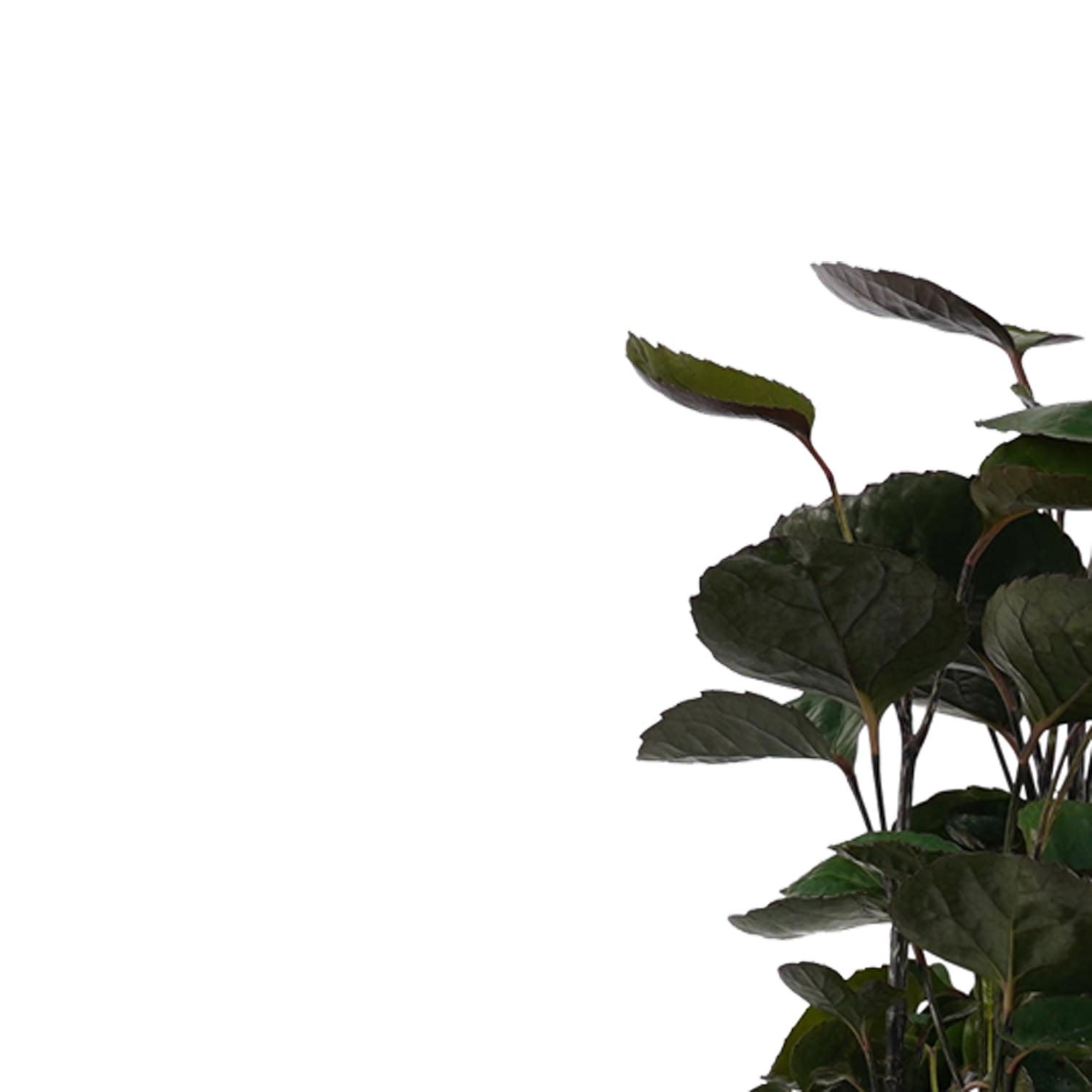 Polyscias Fabian vertakt ↑ 50 cm ⌀ 17 cm - Afbeelding 3