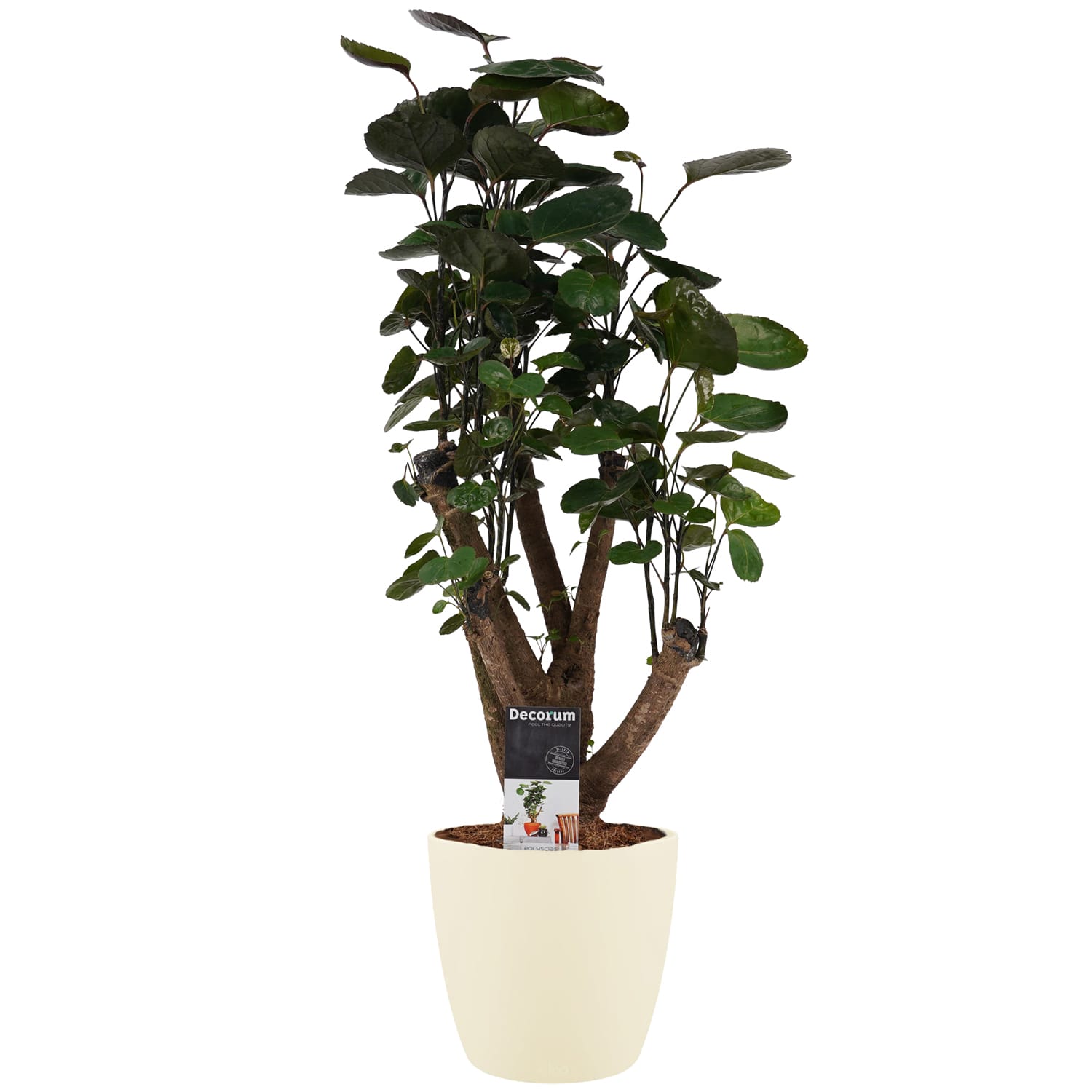 Polyscias Fabian vertakt met Elho brussels soap ↑ 50 cm ⌀ 17 cm