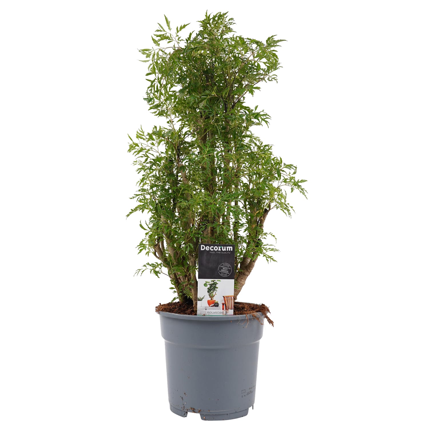 Polyscias Hawaiiana Ming vertakt ↑ 50 cm ⌀ 17 cm