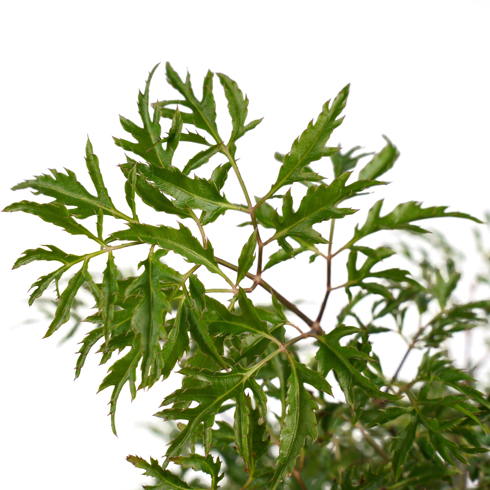 Polyscias Hawaiiana Ming vertakt met Elho brussels soap ↑ 50 cm ⌀ 17 cm - Afbeelding 3