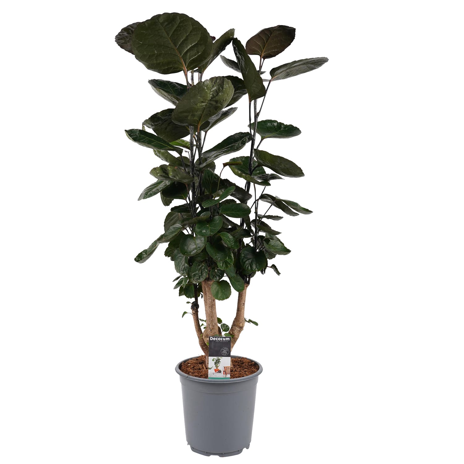 Polyscias Fabian vertakt ↑ 100 cm ⌀ 21 cm