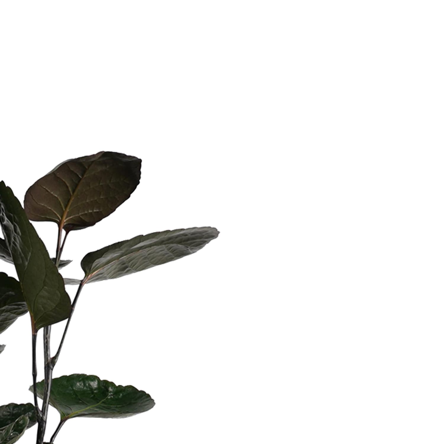 Polyscias Fabian vertakt ↑ 100 cm ⌀ 21 cm - Afbeelding 3