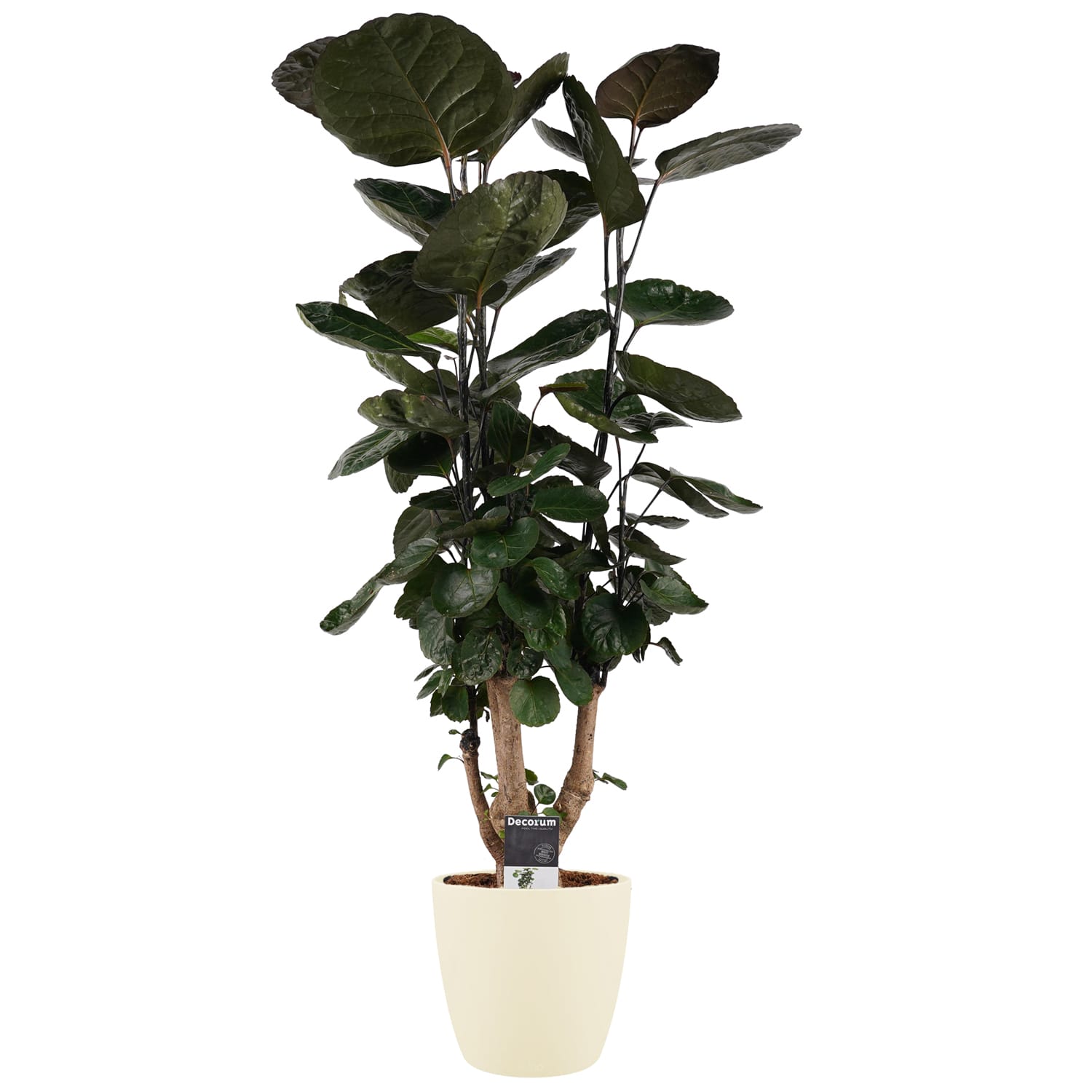 Polyscias Fabian vertakt met Elho brussels soap ↑ 100 cm ⌀ 21 cm